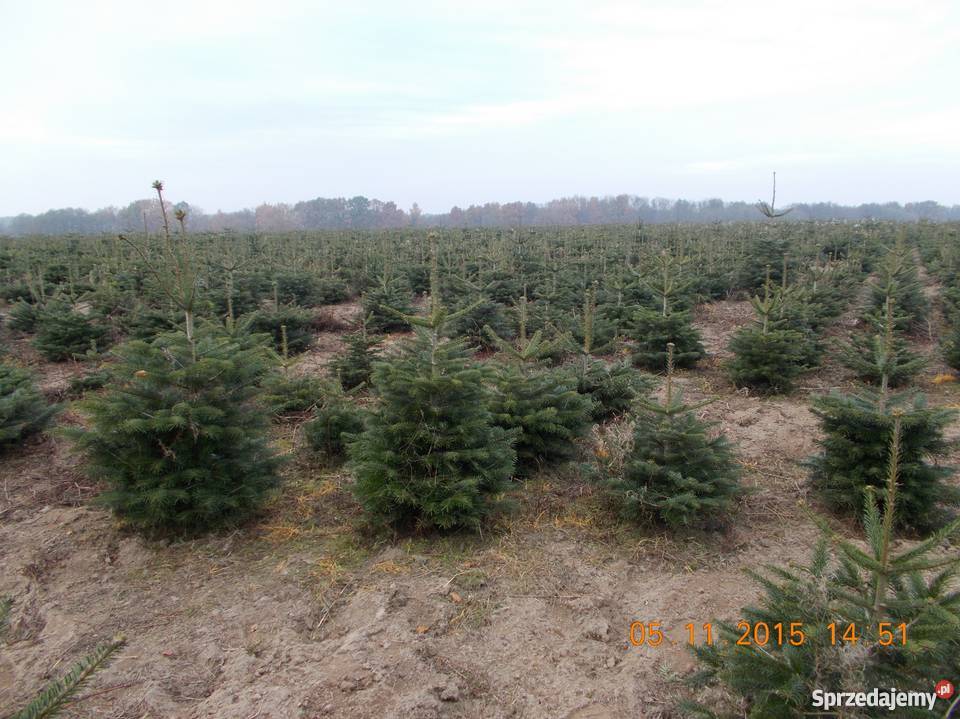 CHOINKI JODŁA ŚWIERK DONICZKA CIĘTY mazowieckie Mszczonów