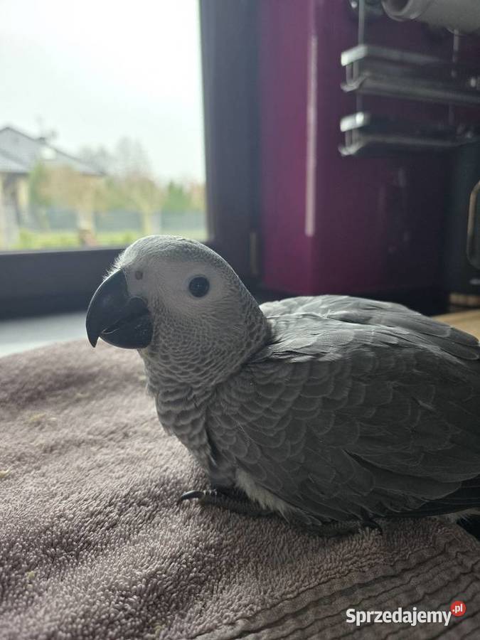 Żako kongijskie ręcznie karmione kujawsko-pomorskie Pturek