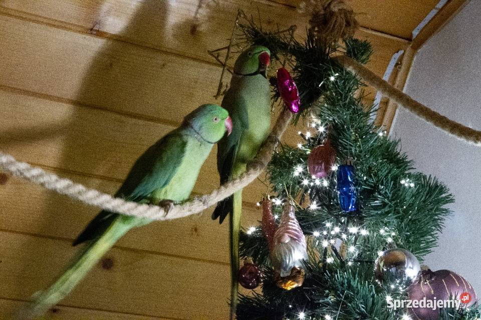 aleksandretta obrożna samiec Koszyce Wielkie