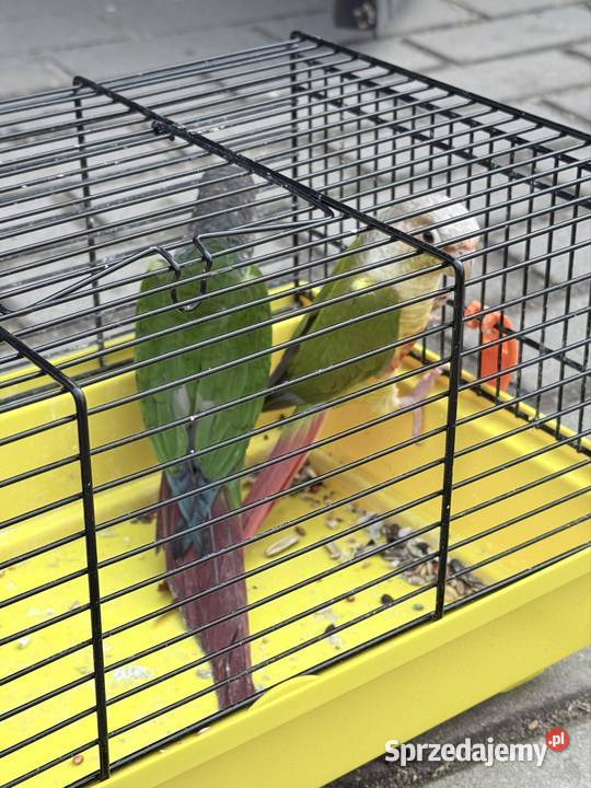 Sprzedam Zduńska Wola