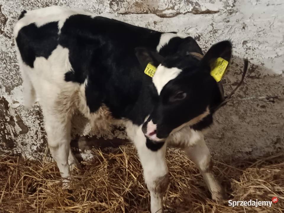 sprzedam byczka lubelskie