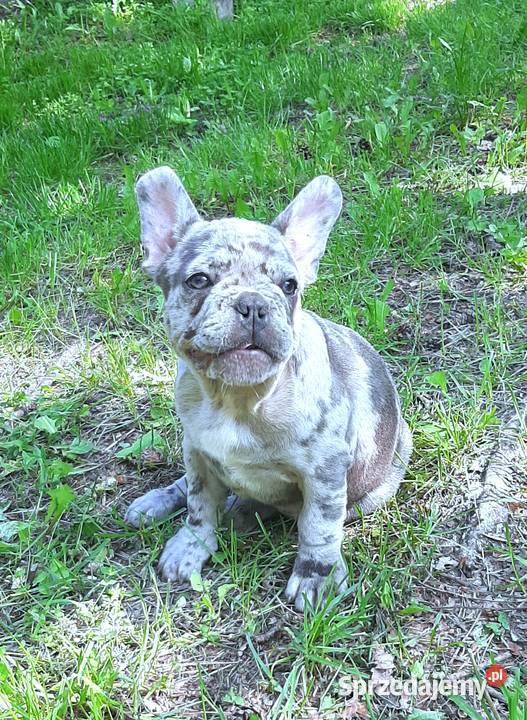 Buldog francuski sunia Buldog Pabianice sprzedam