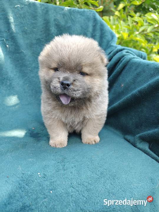 Wzorcowe Chow Chow Czał Czał doskonały exterrier sprzedam