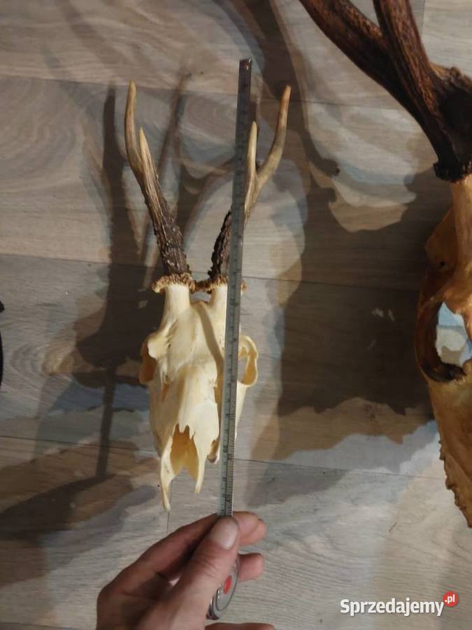 Porostka kozla Baby Górne sprzedam