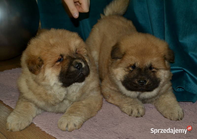 CHOW CHOW RÓŻNE KOLORY ŚLICZNE SZCZENIĘTA Janinów