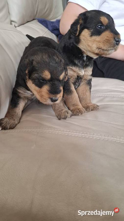 Airedale Terrier szczenięta rasowe ZKwP