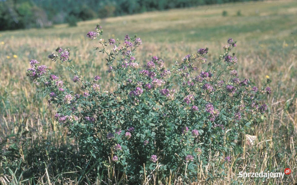 LUCERNA SIEWNA  Medicago sativa NASIONA 100g Lubanie