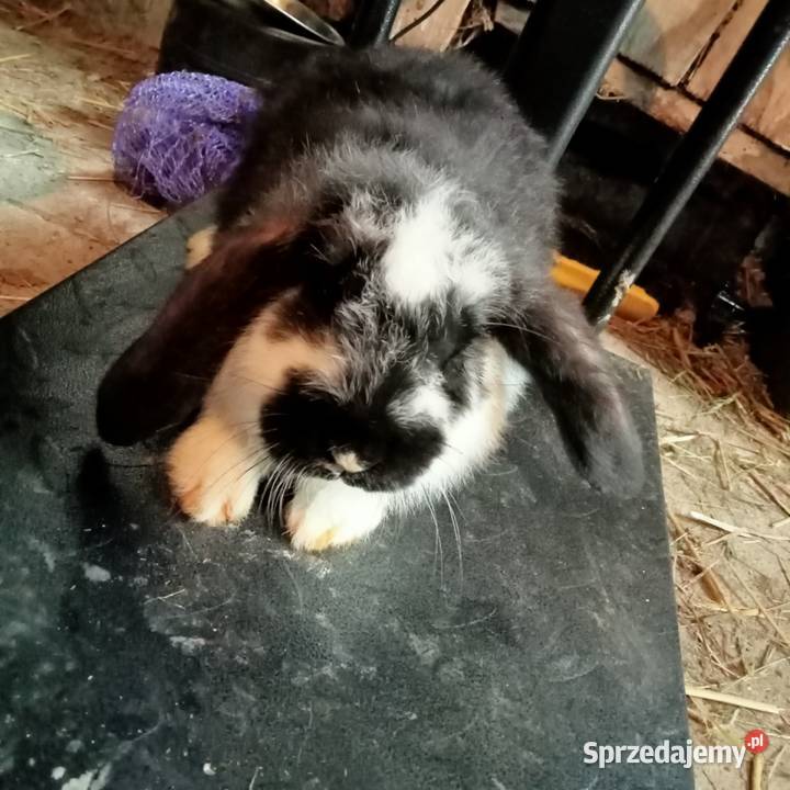 Sprzedam króliki w różnym wieku Trzepnica