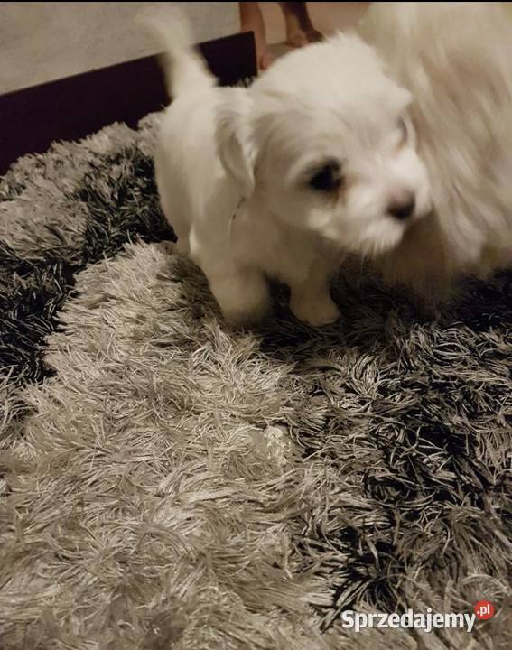 Szczeniaki maltańczyk Maltańczyk