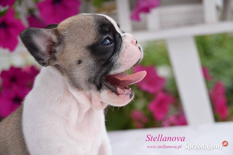 Buldog francuski szczenięta hod Stellanova FCI Warszawa