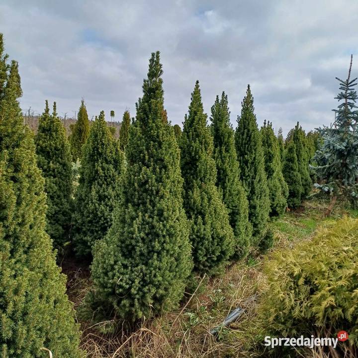 Świerk BiałyConica Picea Glauca balot 160 Detal mazowieckie Grójec sprzedam