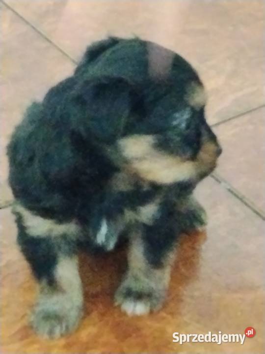 Suczka matki shih tzu Ciężkowice sprzedam