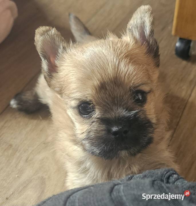 Yoreczka śliczna dziewczynka złota