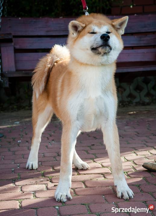 Akita Inu Japońska Szczenięta Rodowód FCI Ryki