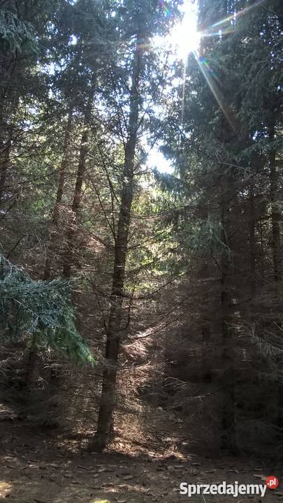 Działka Rolna położona w otulinie Bolimowskiego 35000m2 Sokule