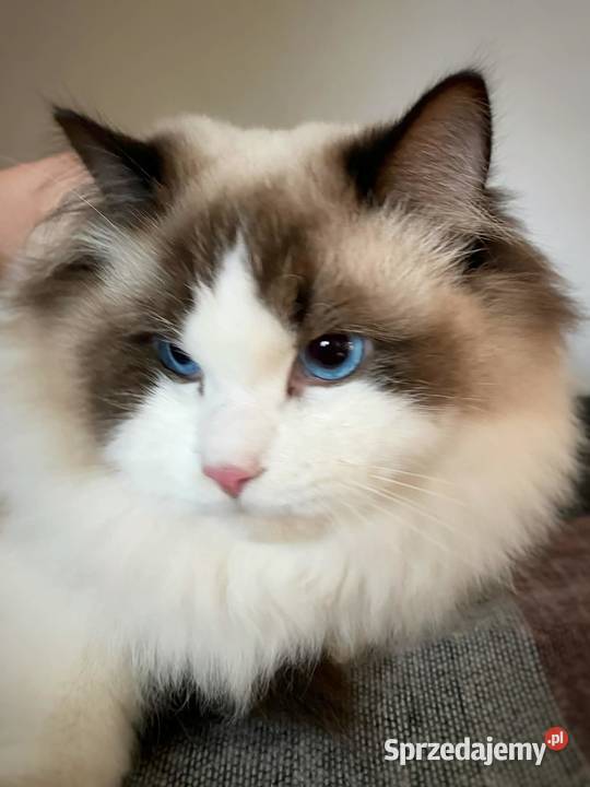 ragdoll kocur duży bedzie rodowód FPL Ragdoll Gorzów Wielkopolski sprzedam