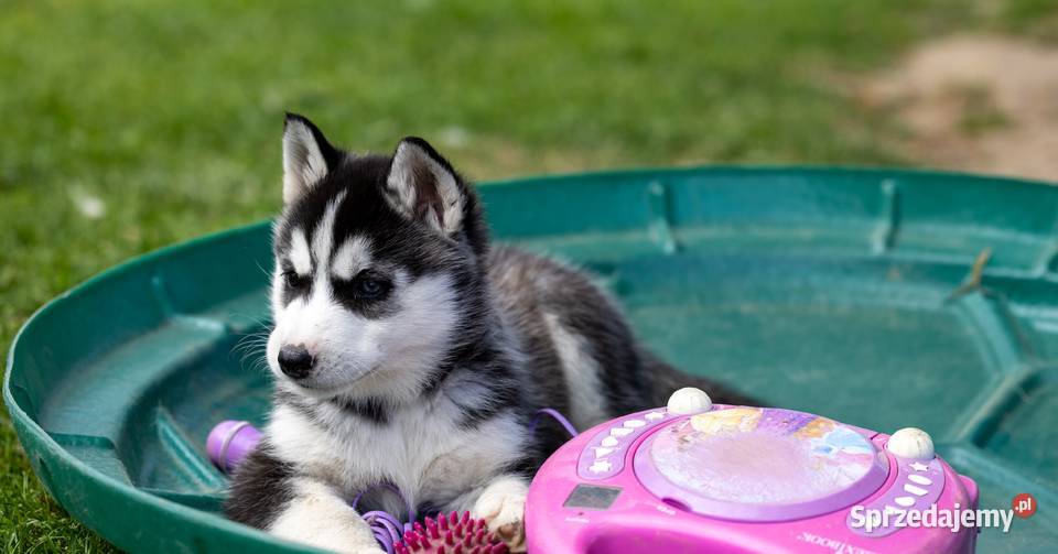 Sunia Siberian Husky szczenię rodowód