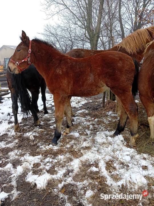 Źrebak zimnokrwiste Śląska Gniezno