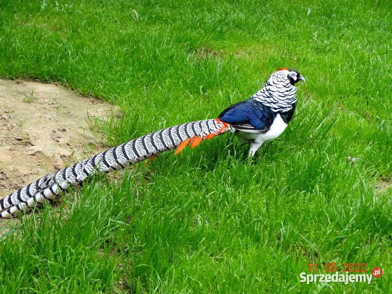 Sprzedam Bażanty Diamentowe z 2022r Bażant Samce