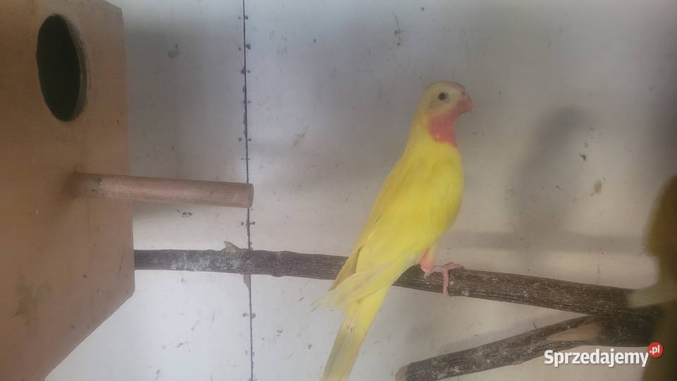 Księzniczki walii lutino Wieliczka sprzedam