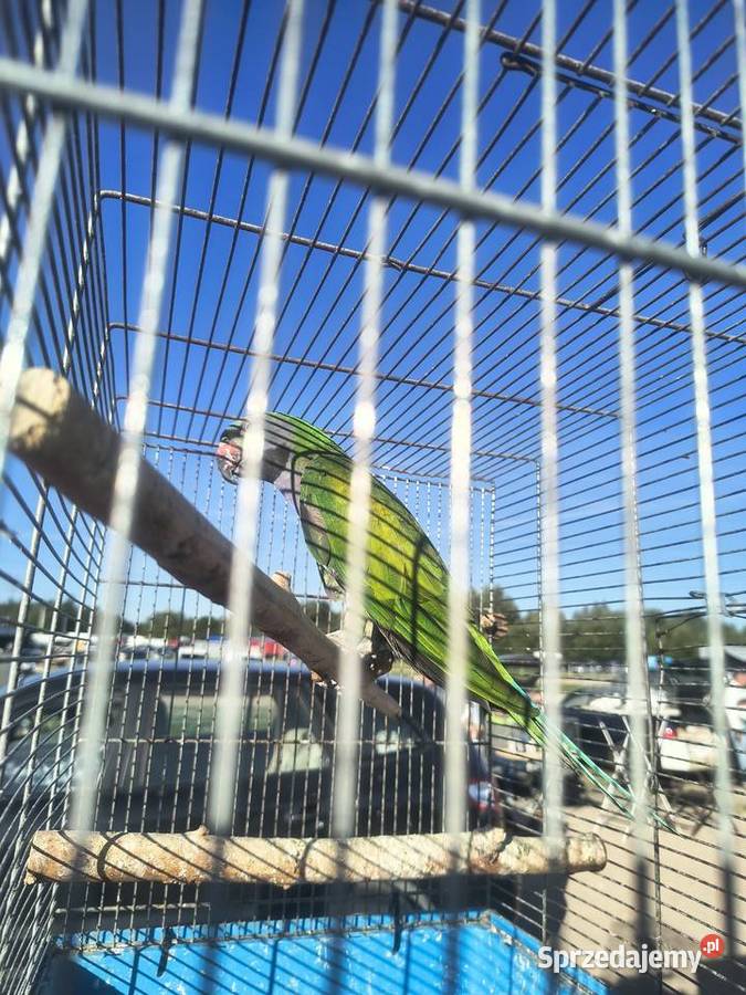 Papugi rózne Jaworowa