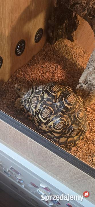 Żółw lamparci i terrarium Gdańsk