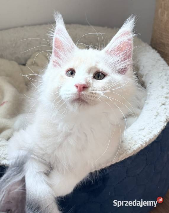 Maine Coon piękne kocury Dymny i rudo biały