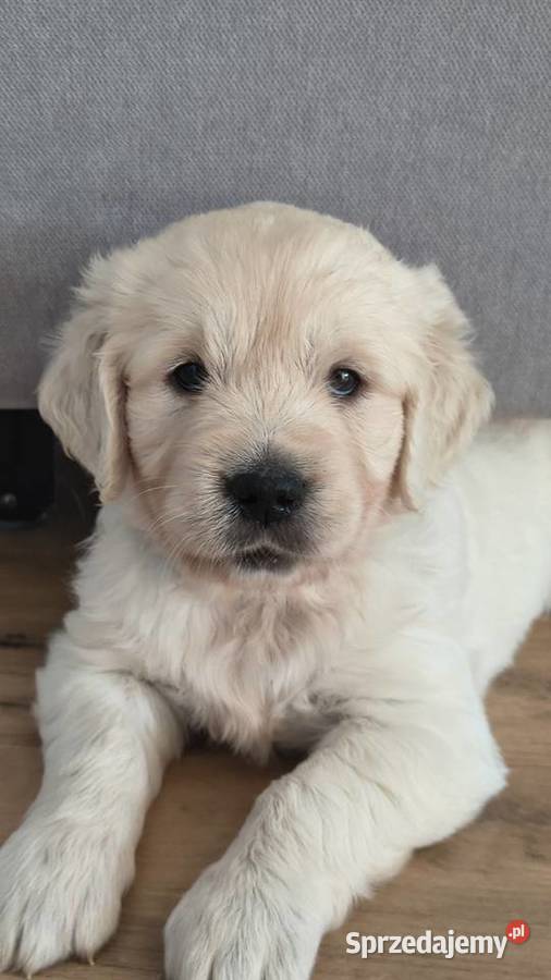 Szczenię Golden retriever zachodniopomorskie Rusowo