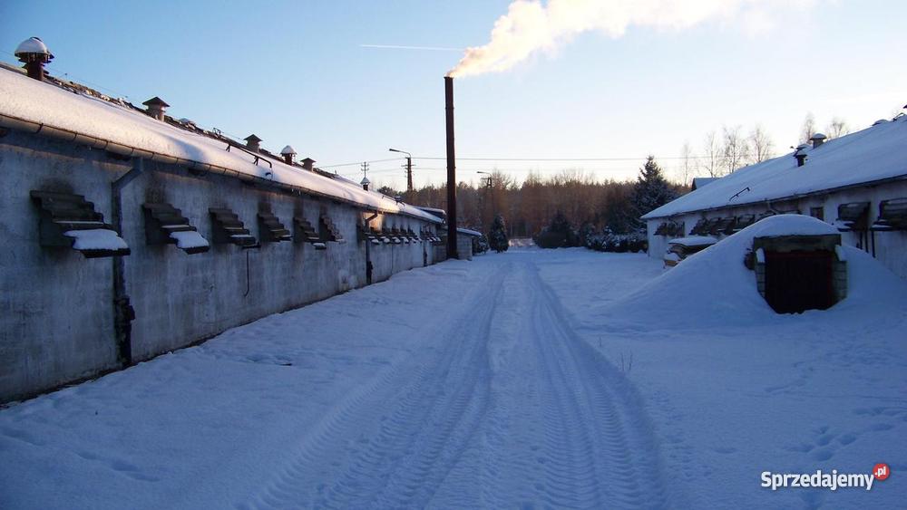 Fermę Drobiu Grunty i działki warmińsko-mazurskie Występ sprzedam