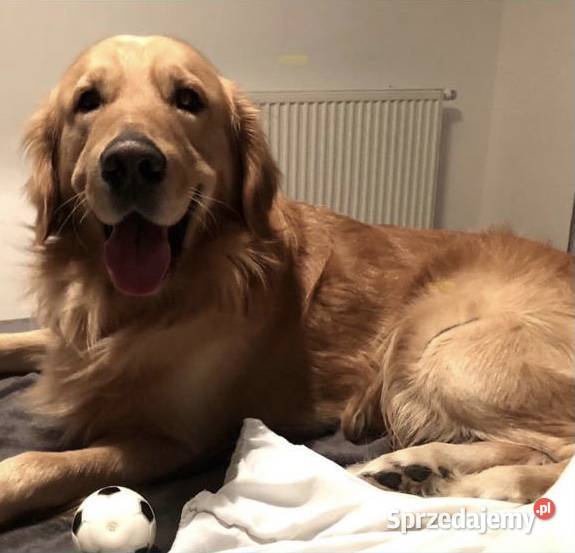 Golden Retriever szczenięta sprzedam