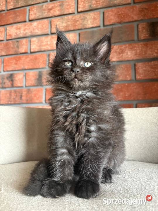 Maine Coon Olimpia Szembruk