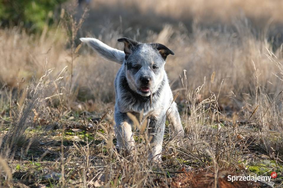 Australian Cattle Dog 2 psy Pozostałe Nowy Duninów