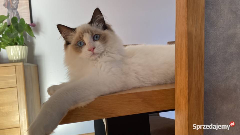 Kocurek Ragdoll gotowy do przeprowadzki 6 Ragdoll sprzedam