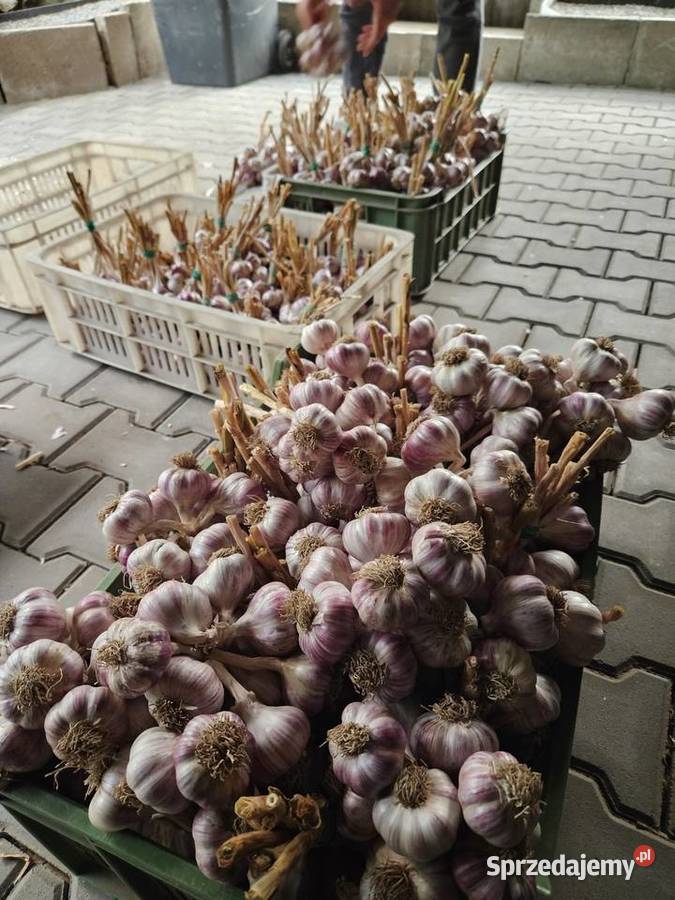 Czosnek przemysłowy Harnaś kilówka polski ostry Kraków sprzedam