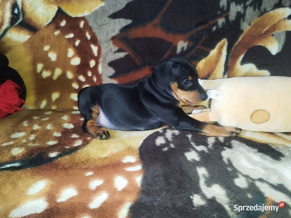 Pinczer miniaturowy podkarpackie Stary Dzików