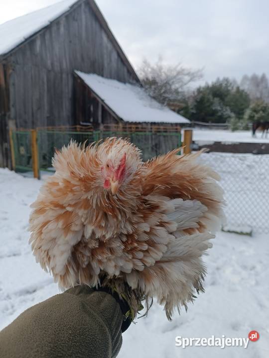 Kochin Miniaturowy przepiękne kogutki 2025 pary Sewerynówka