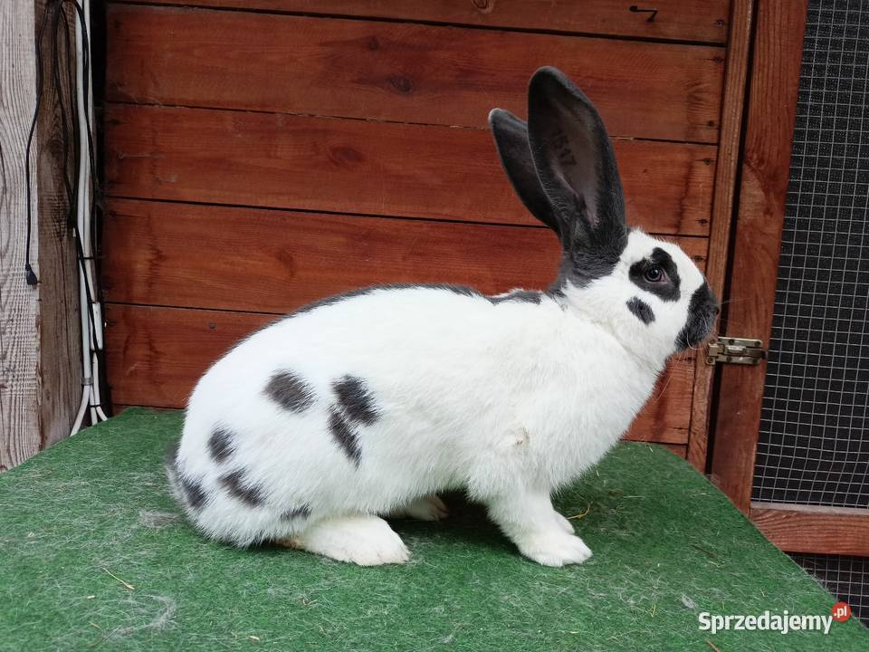 Olbrzym srokacz Leżajsk sprzedam