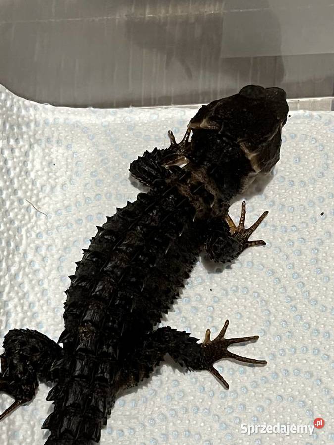 Para scynków krokodylowych Tribolonotus gracilis Rybnik