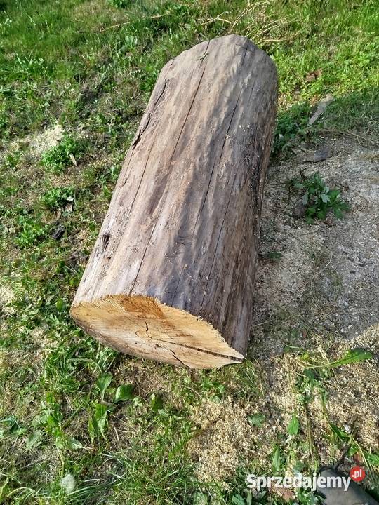 Pień orzecha włoskiego suchy Lublin