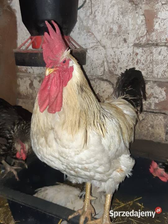Kogut Poddębice sprzedam