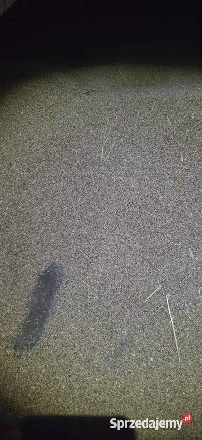 Sprzedam pszenice wiosena