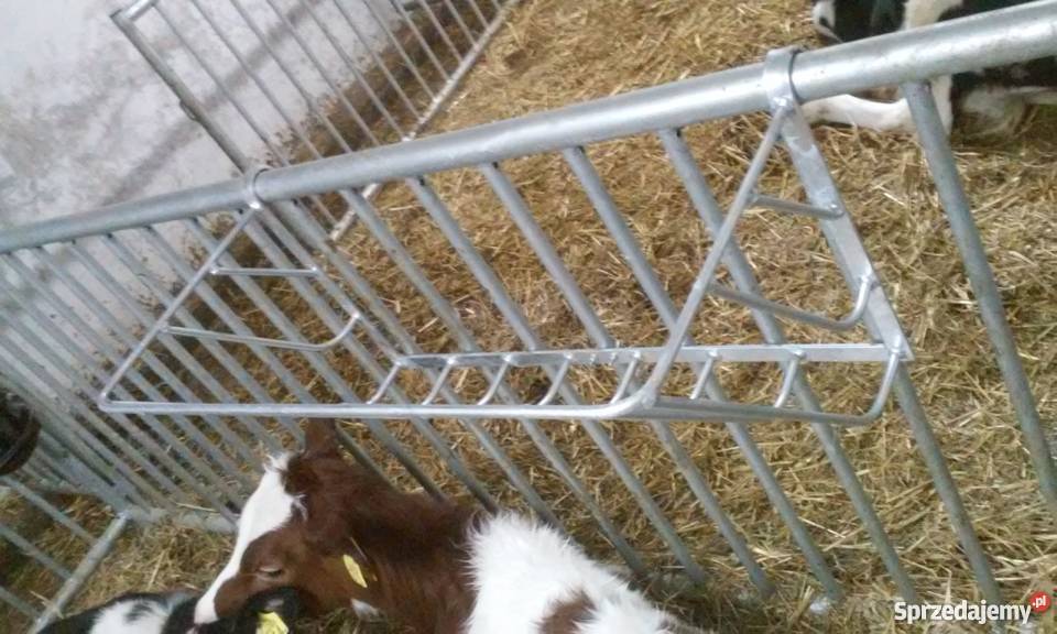 stanowiska wygrodzenia kojce bydła opasów cieląt