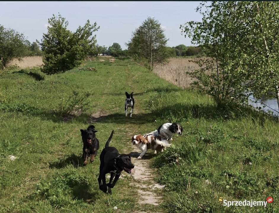 Hotel psów Dawidy Bankowe