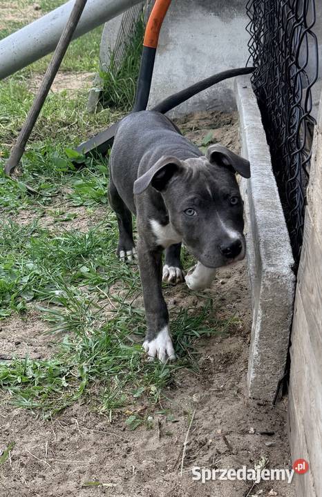 szczeniaki Amstaff Blue Brzeziny
