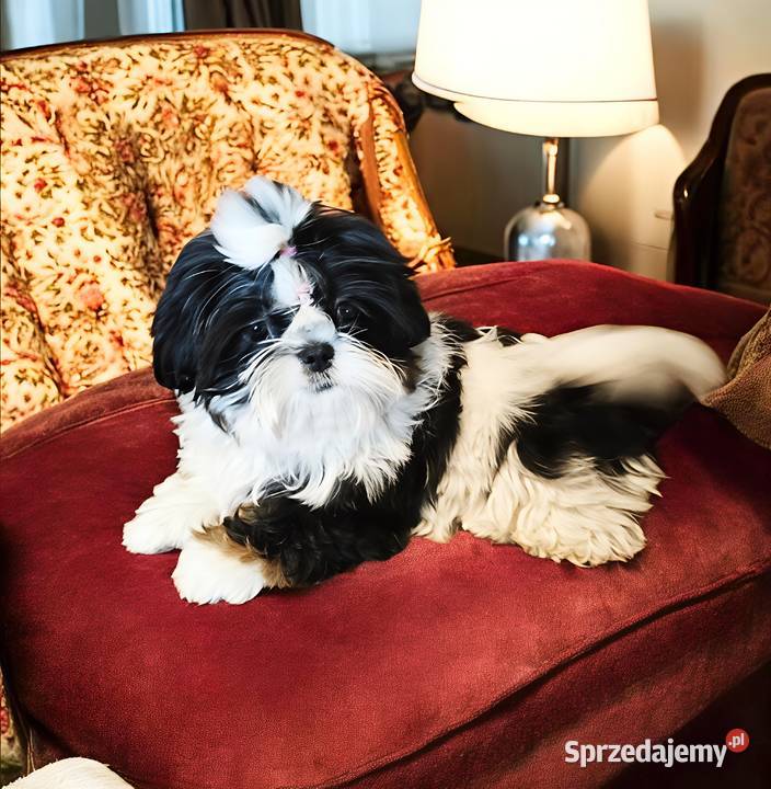 Shih tzu suczka piękna Wałbrzych sprzedam