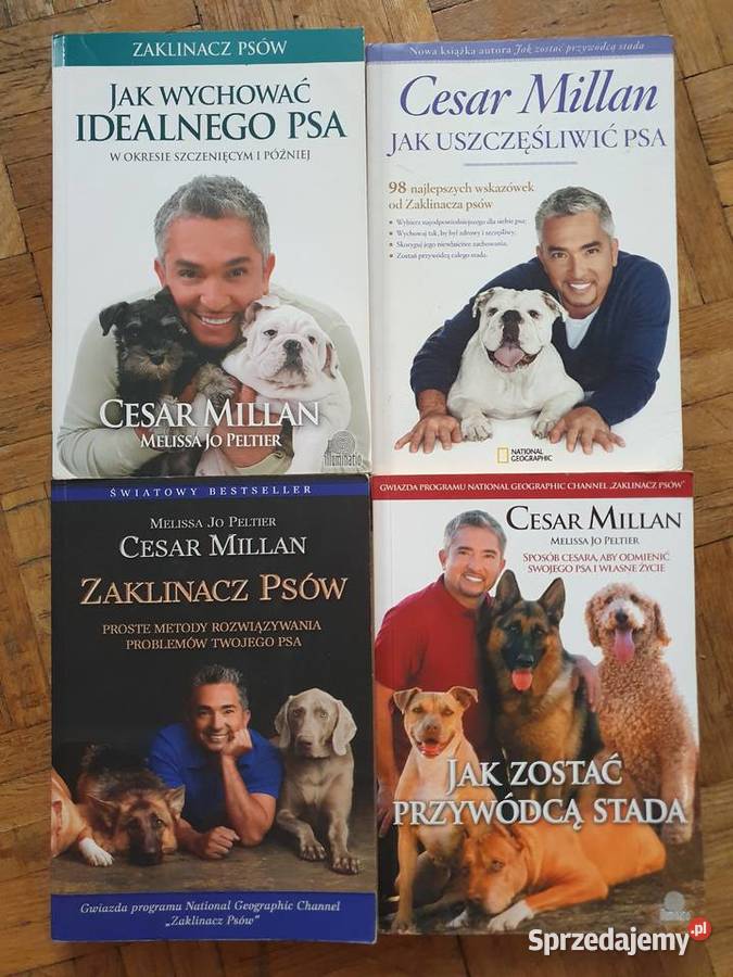 SUPER STAN Cesar MillanZaklinacz psów zostać Wrocław