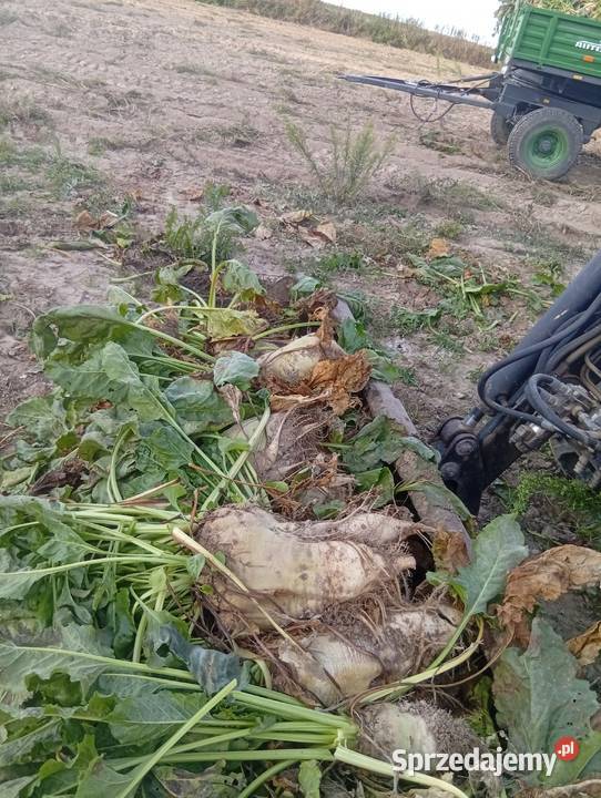 Buraki pastewne białe lubelskie Chrzanów