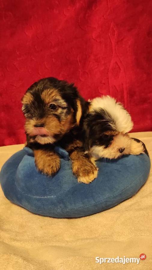 Śliczne suczki York Biewerek z rodowodem