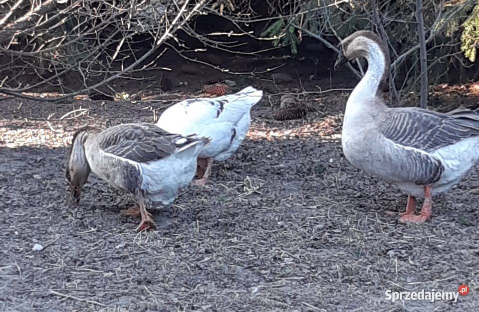 Gęsi Kubańskie Ptaki Zaborówek