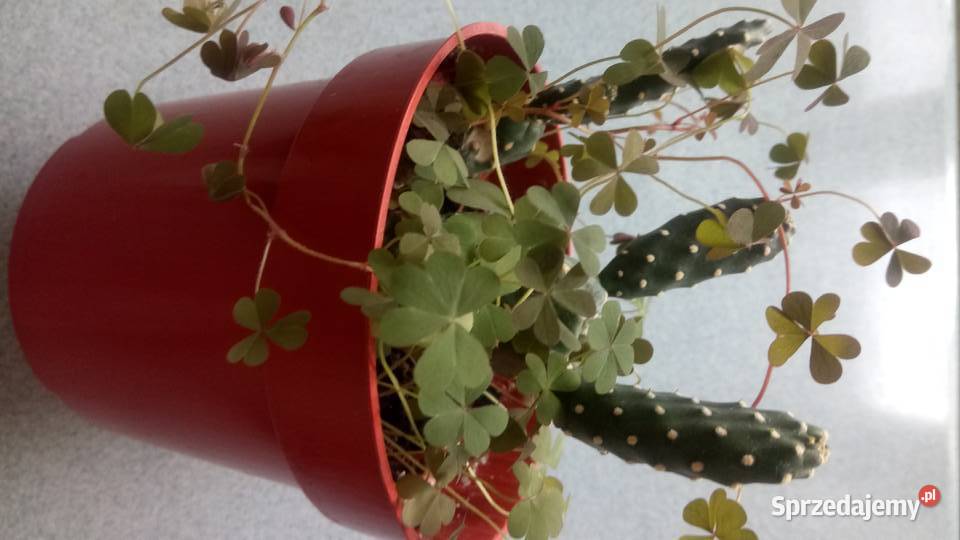 Aloes leczniczy Warszawa